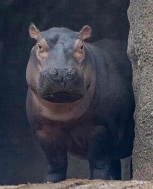 Fiona the Hippo 